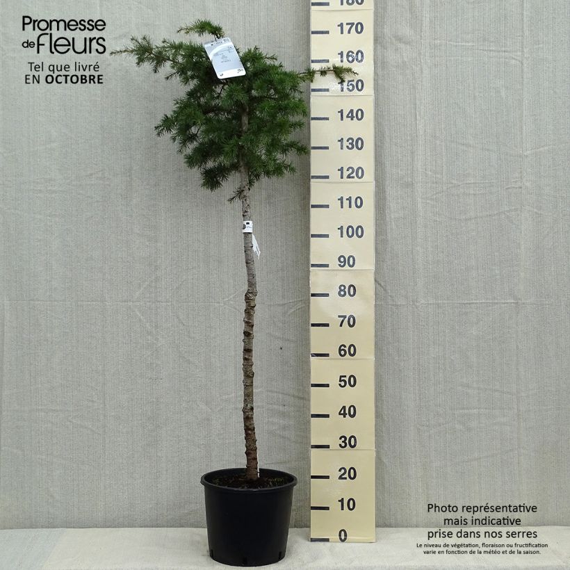 Example of Cedrus libani - Libanon-Zeder Topf mit 7,5L/10L as you get in automne