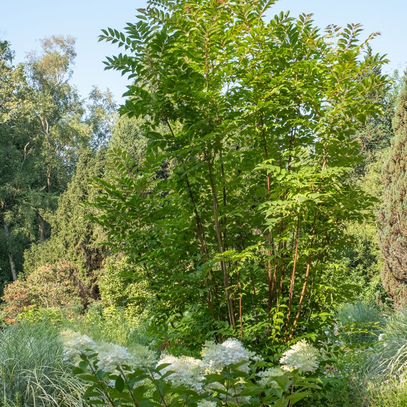 Toona sinensis - Chinesischer Surenbaum (Plant habit)