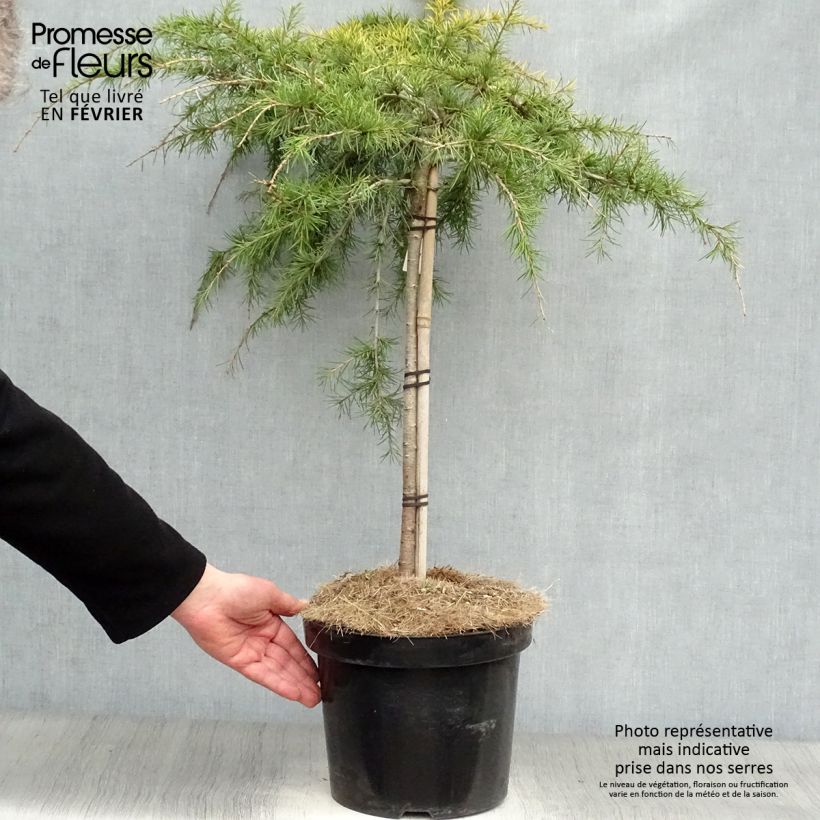 Example of Cedrus deodara Golden Horizon - Himalaya-Zeder Topf mit 7,5L/10L as you get in hiver