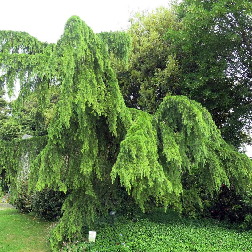 Cedrus deodara Pendula - Himalaya-Zeder (Hafen)