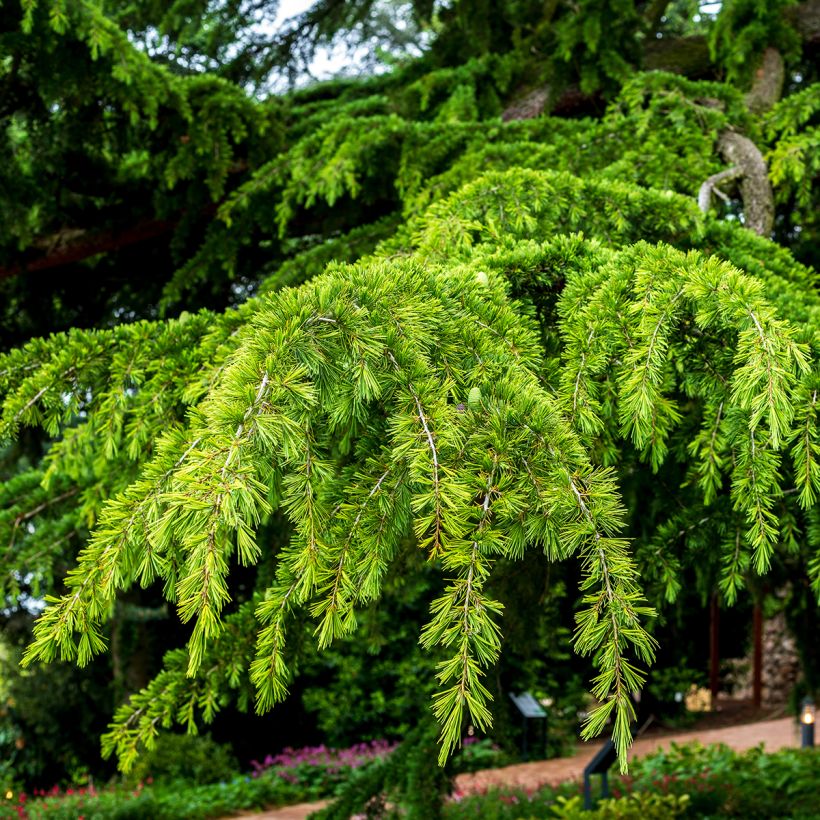 Graines de Cèdre de l'Himalaya - Cedrus deodara (Laub)