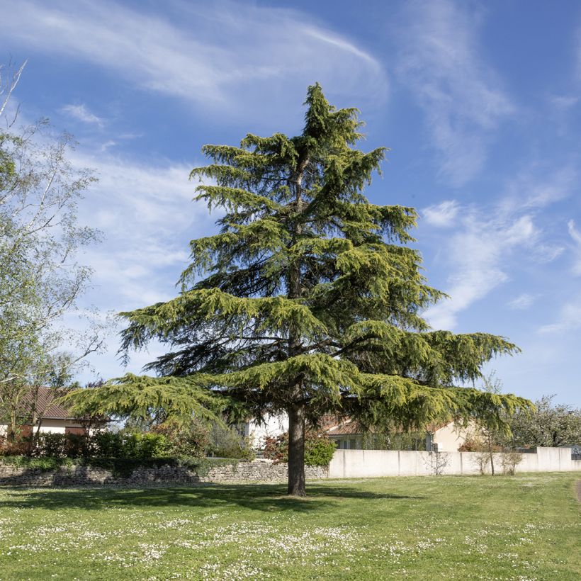 Graines de Cèdre de l'Himalaya - Cedrus deodara (Wuchs)