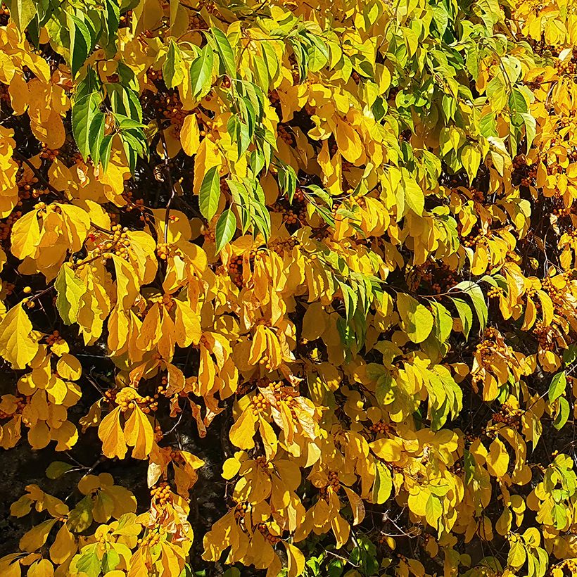 Celastrus orbiculatus Hercules - Rundblättriger Baumwürger (Foliage)
