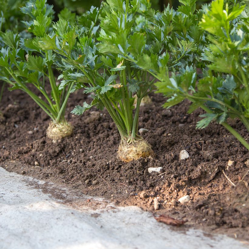 Knollensellerie Monarch (Plant habit)