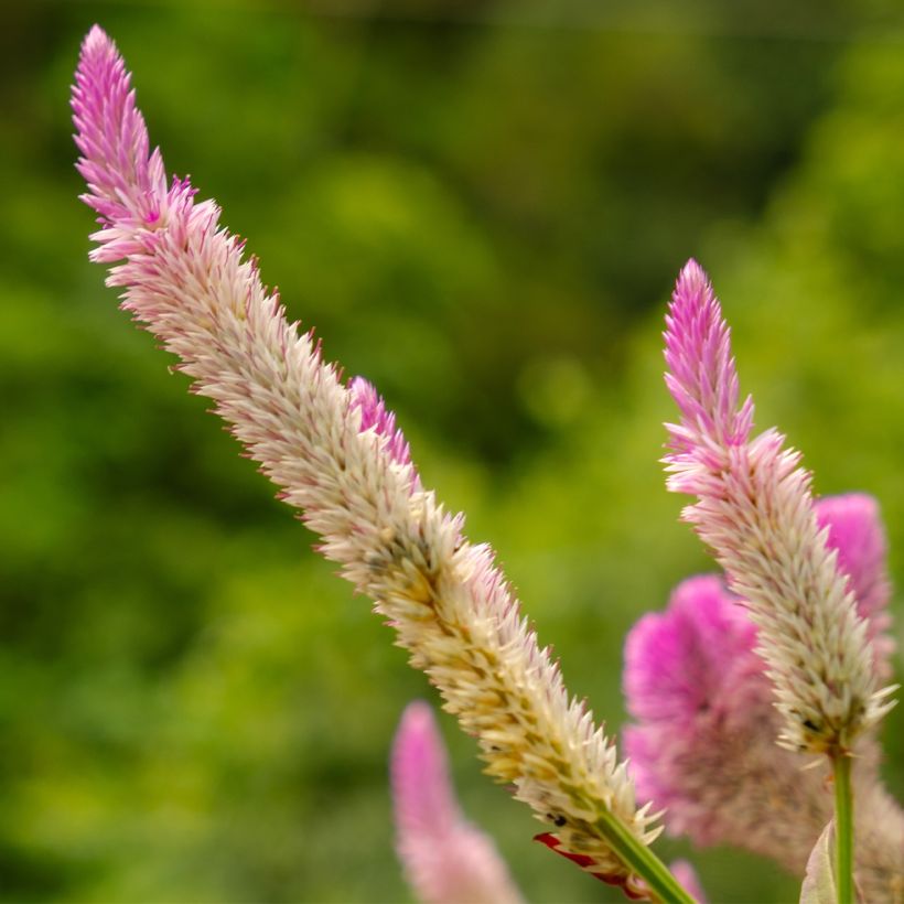 Celosia argentea var. spicata Flamingo Pink - Silber-Brandschopf (Flowering)