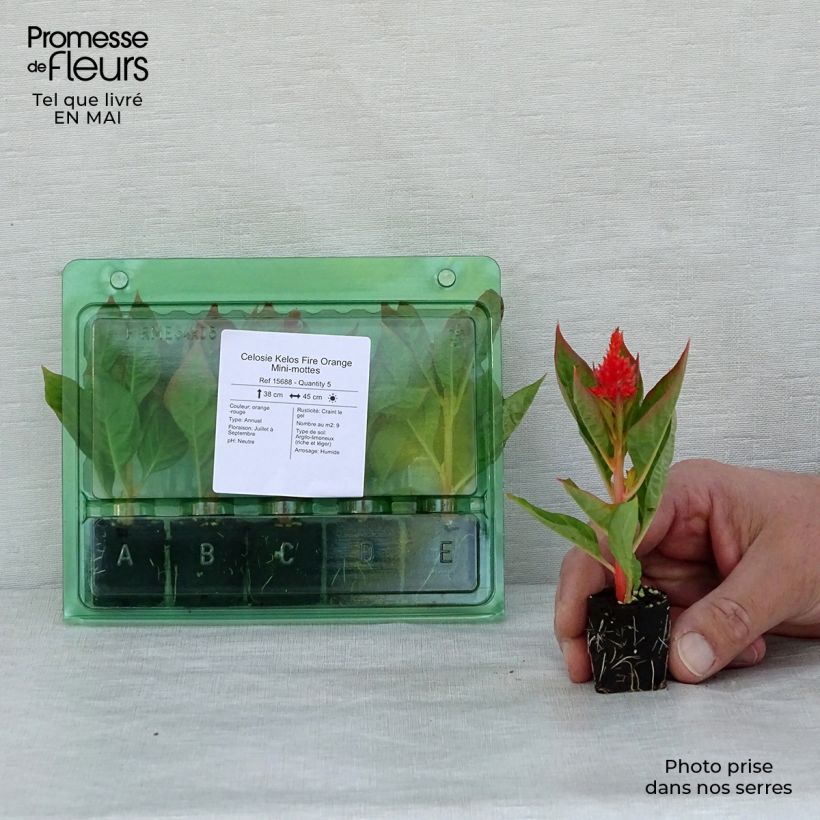 Example of Celosia argentea var. plumosa Kelos Fire Orange - Silber-Brandschopf Mini-Plug Ø 3/4 cm as you get in printemps