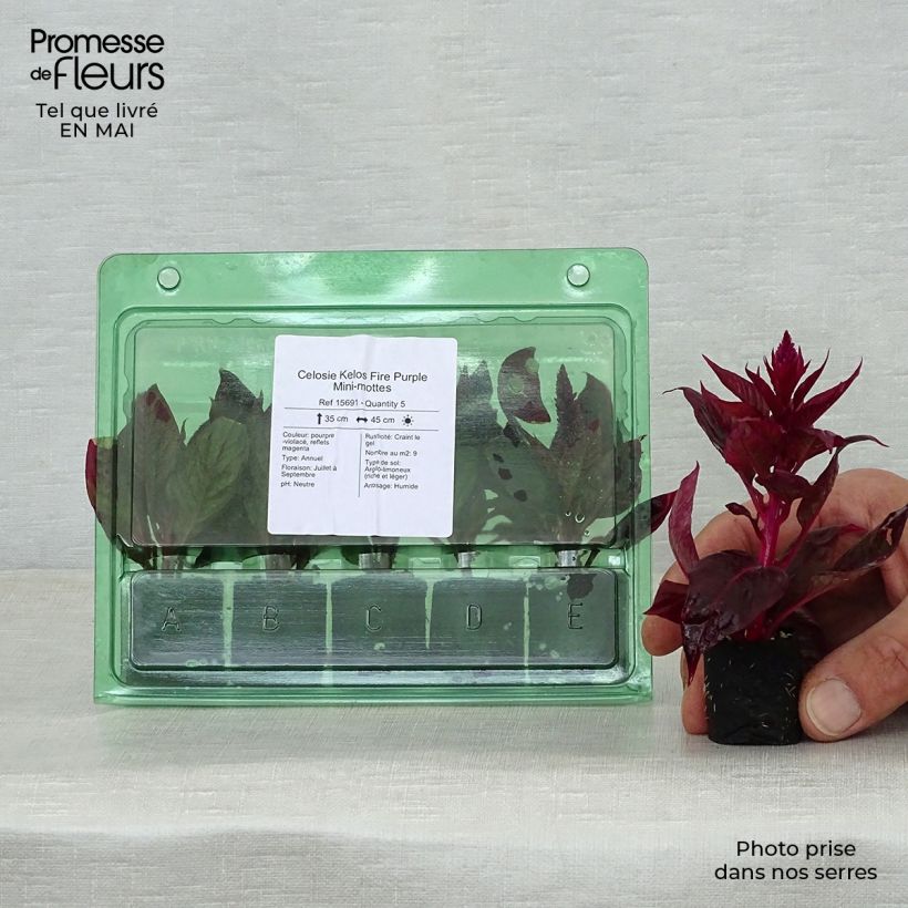 Example of Celosia spicata Kelos Fire Purple - Brandschopf Mini-Plug Ø 3/4 cm as you get in printemps