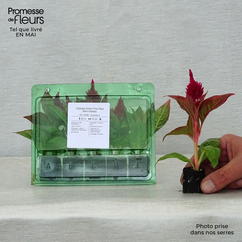 Example of Celosia spicata Kelos Fire Red - Brandschopf Mini-Plug Ø 3/4 cm as you get in printemps