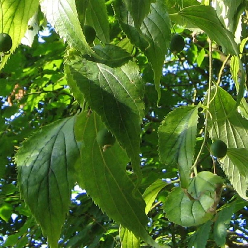 Celtis australis - Südlicher Zürgelbaum (Foliage)