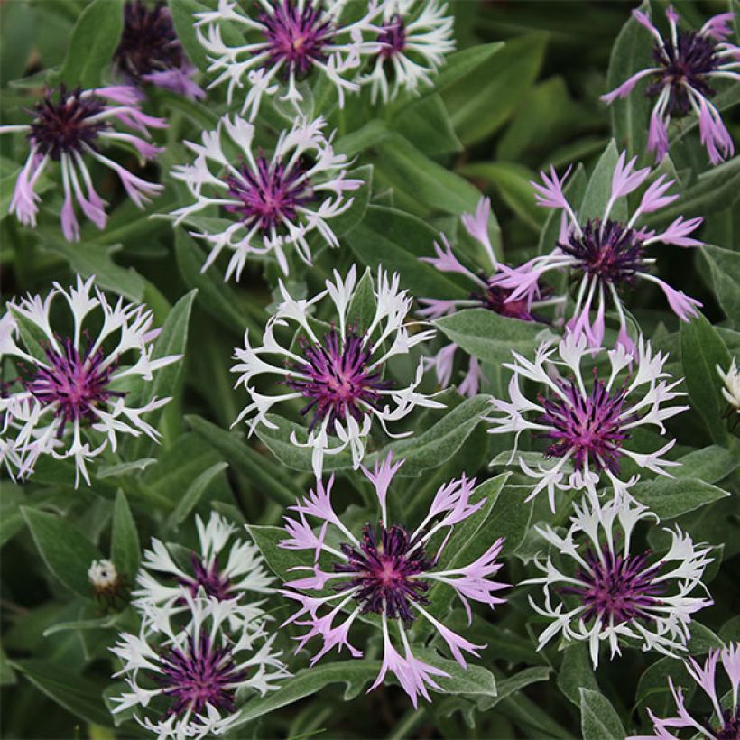 Berg-Flockenblume Amethyst in Snow - Centaurea montana (Flowering)