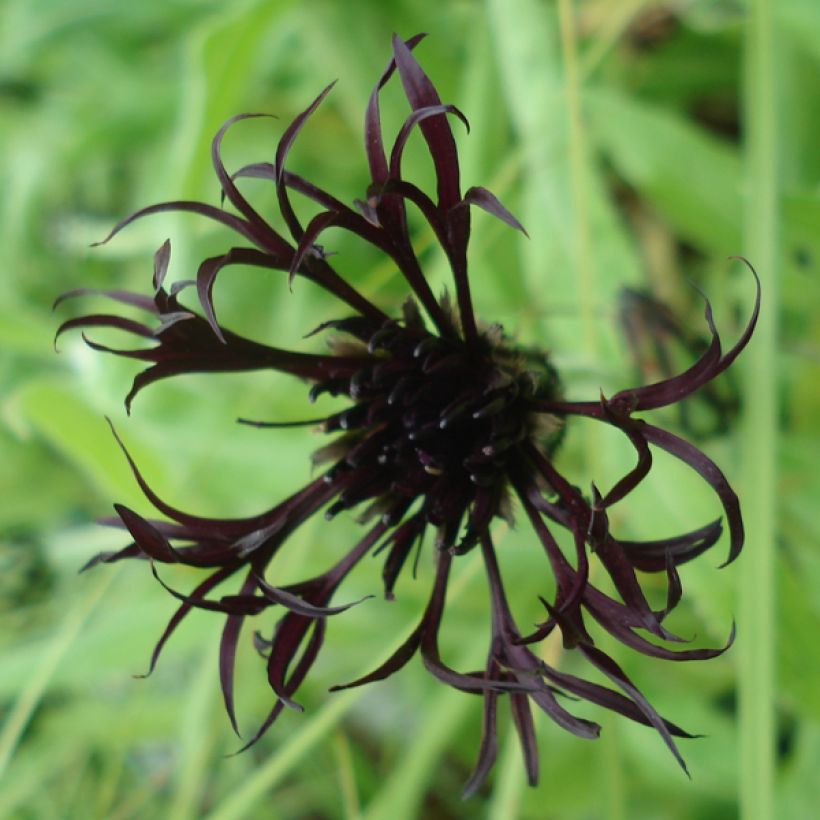 Berg-Flockenblume Black Sprite - Centaurea montana (Flowering)