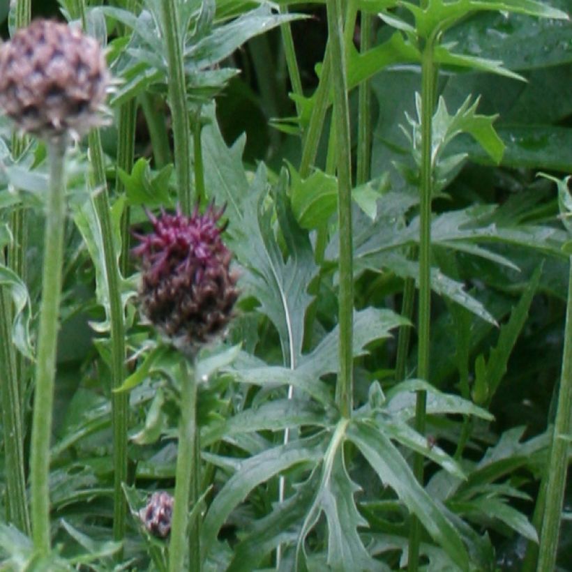 Centaurea atropurpurea - Rote Flockenblume (Foliage)