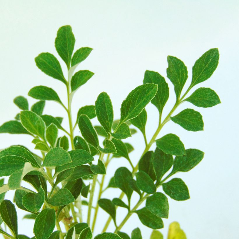 Centaurea bella - Silber-Flockenblume (Foliage)