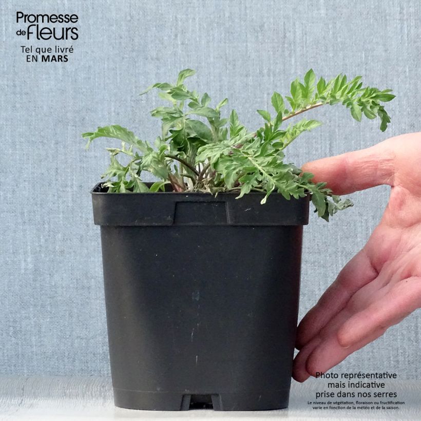 Exemplar von Centaurea dealbata - Zweifarbige Flockenblume Topf mit 2L/3L wie im Frühjahr geliefert