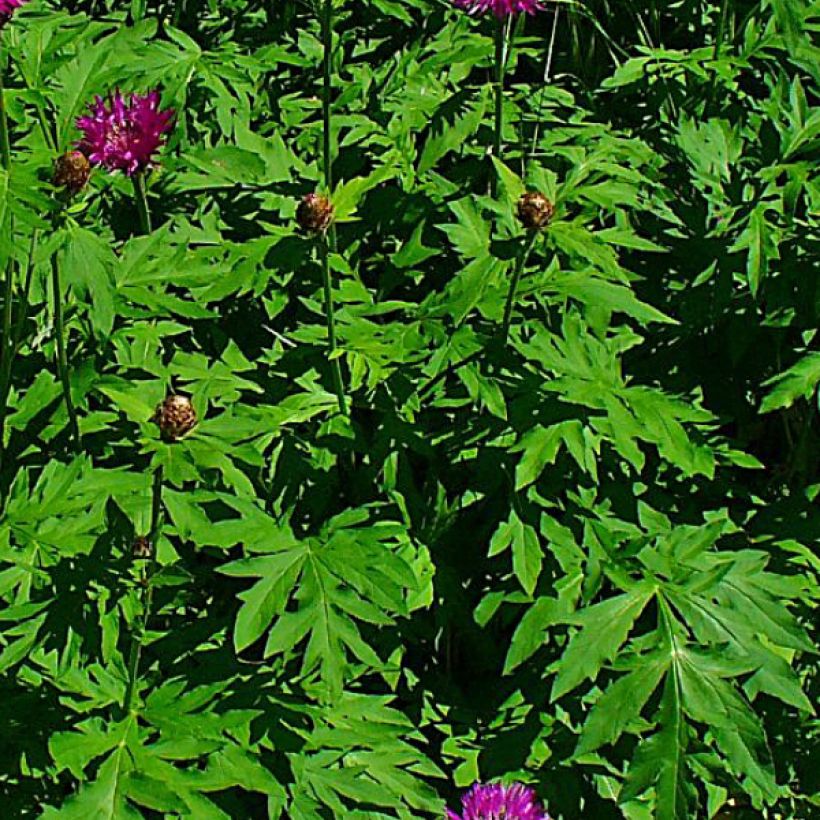 Centaurea dealbata Stenbeergii - Zweifarbige Flockenblume (Foliage)