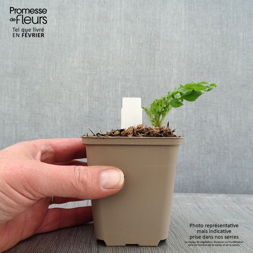 Exemplar von Centaurea dealbata Stenbeergii - Zweifarbige Flockenblume Kleine Töpfe von 8/9 cm wie im Winter geliefert