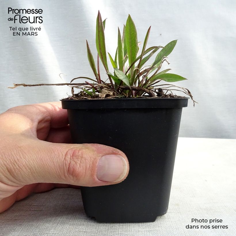 Exemplar von Centaurea jacea - Wiesen-Flockenblume Kleine Töpfe von 8/9 cm wie im Frühjahr geliefert