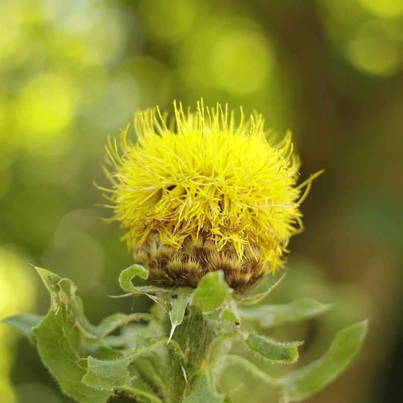 Centaurea macrocephala - Riesenflockenblume (Flowering)