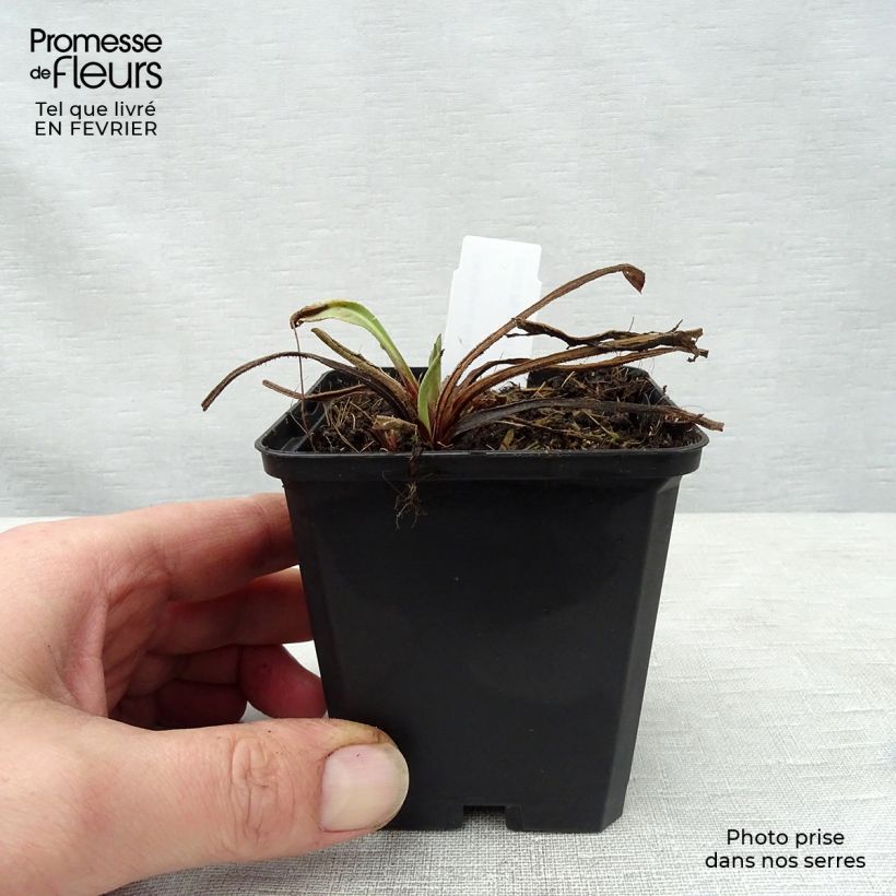 Exemplar von Centaurea macrocephala - Riesenflockenblume Kleine Töpfe von 8/9 cm wie im Winter geliefert