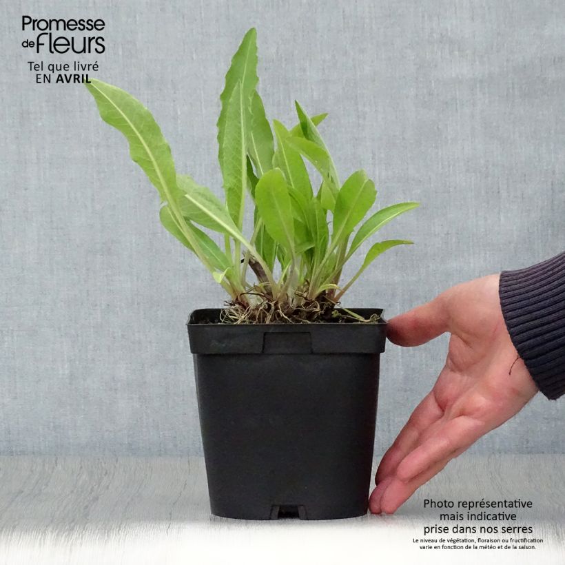 Exemplar von Centaurea macrocephala - Riesenflockenblume Topf mit 2L/3L wie im Frühjahr geliefert