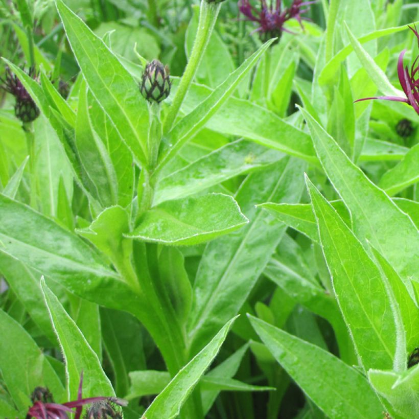 Berg-Flockenblume Jordy - Centaurea montana (Foliage)