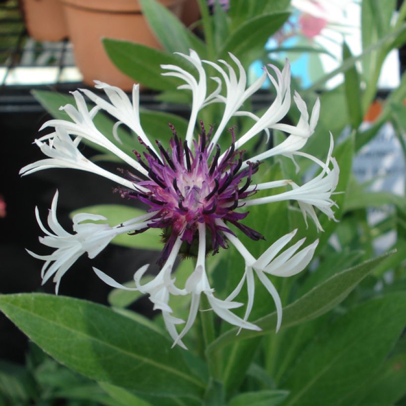 Berg-Flockenblume Purple Heart - Centaurea montana (Flowering)