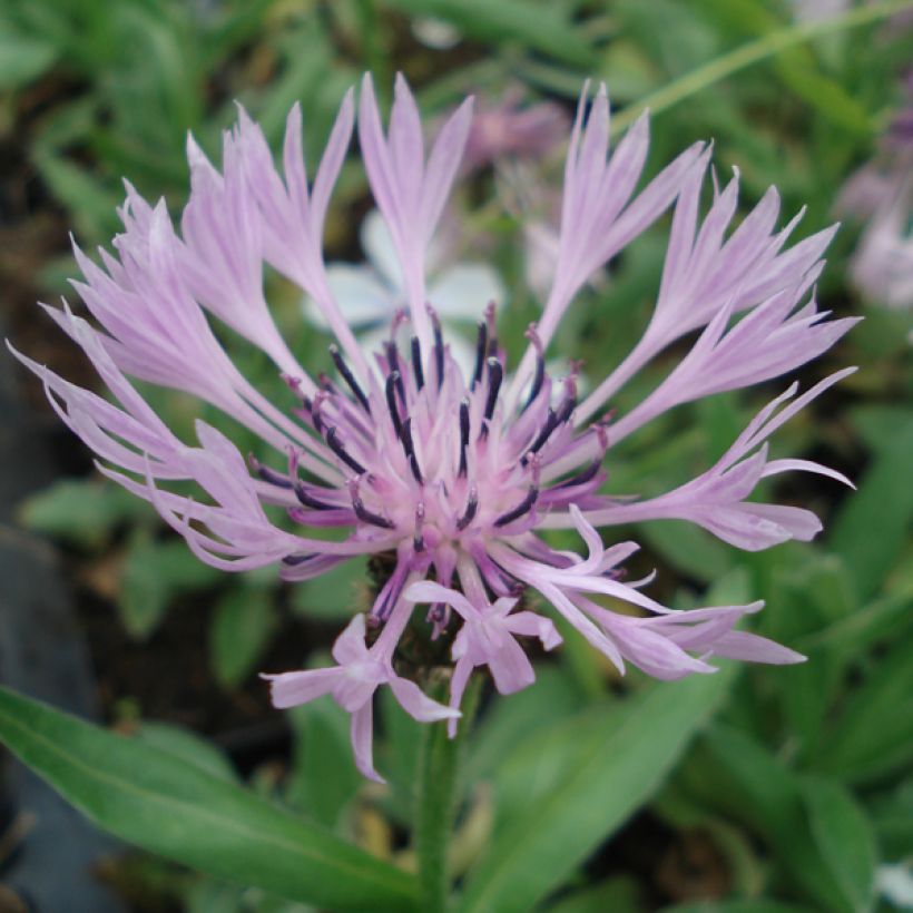 Berg-Flockenblume Carnea - Centaurea montana (Flowering)