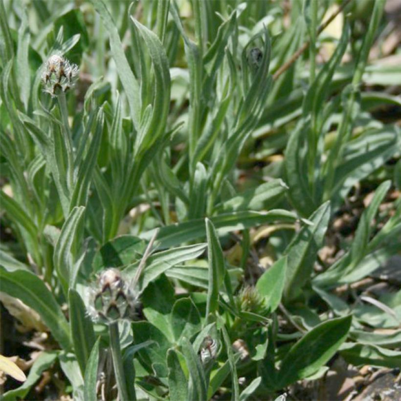 Centaurea triumfettii ssp. stricta - Filzige Flockenblume (Foliage)