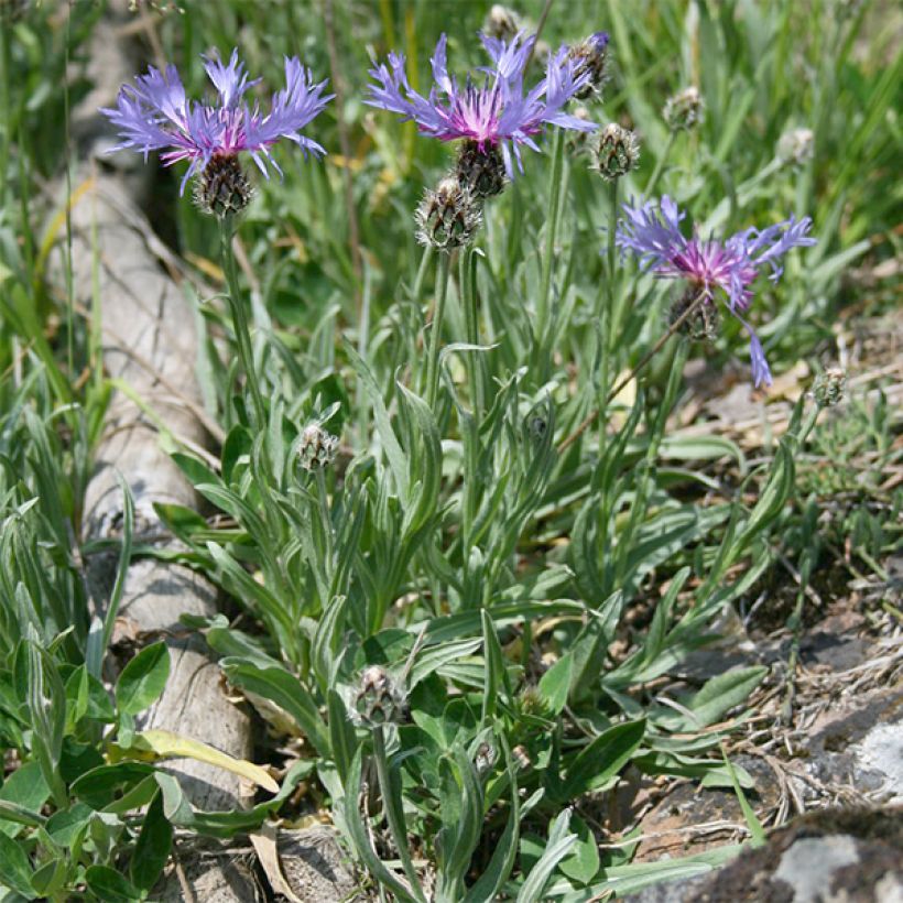 Centaurea triumfettii ssp. stricta - Filzige Flockenblume (Plant habit)