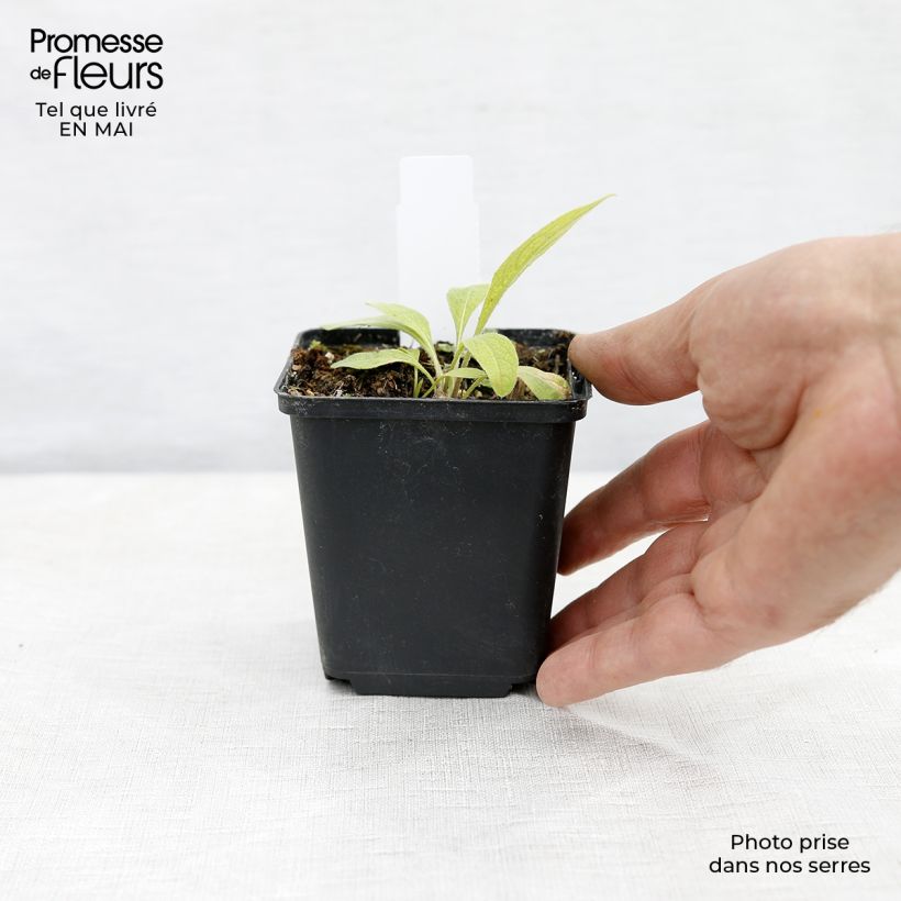 Exemplar von Berg-Flockenblume Caramia - Centaurea montana Kleine Töpfe von 8/9 cm wie im Frühjahr geliefert