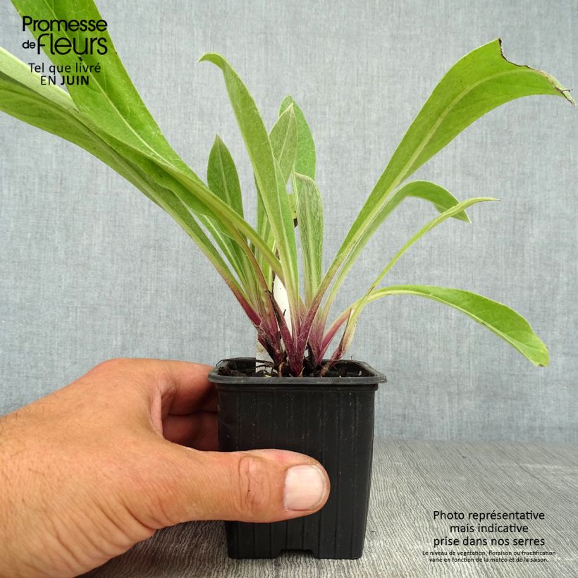 Exemplar von Berg-Flockenblume Caramia - Centaurea montana Kleine Töpfe von 8/9 cm wie im Sommer geliefert