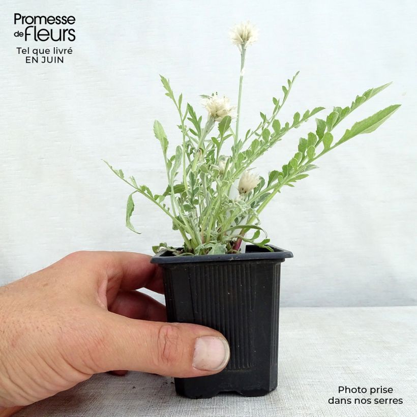 Exemplar von Centaurea pulcherrima - Silber-Flockenblume Kleine Töpfe von 8/9 cm wie im Sommer geliefert