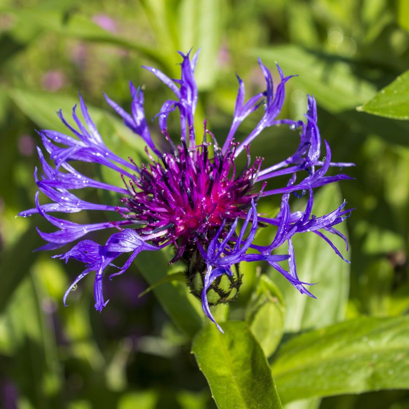 Centaurea triumfettii ssp. cana - Filzige Flockenblume (Flowering)