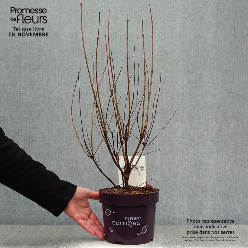 Example of Cephalanthus occidentalis Fiber Optics - Knopfbusch Topf mit 3L/4L as you get in automne