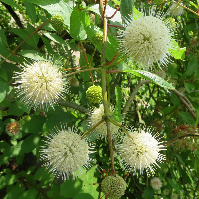 Cephalanthus occidentalis Moonlight Fantasy - Knopfbusch (Flowering)