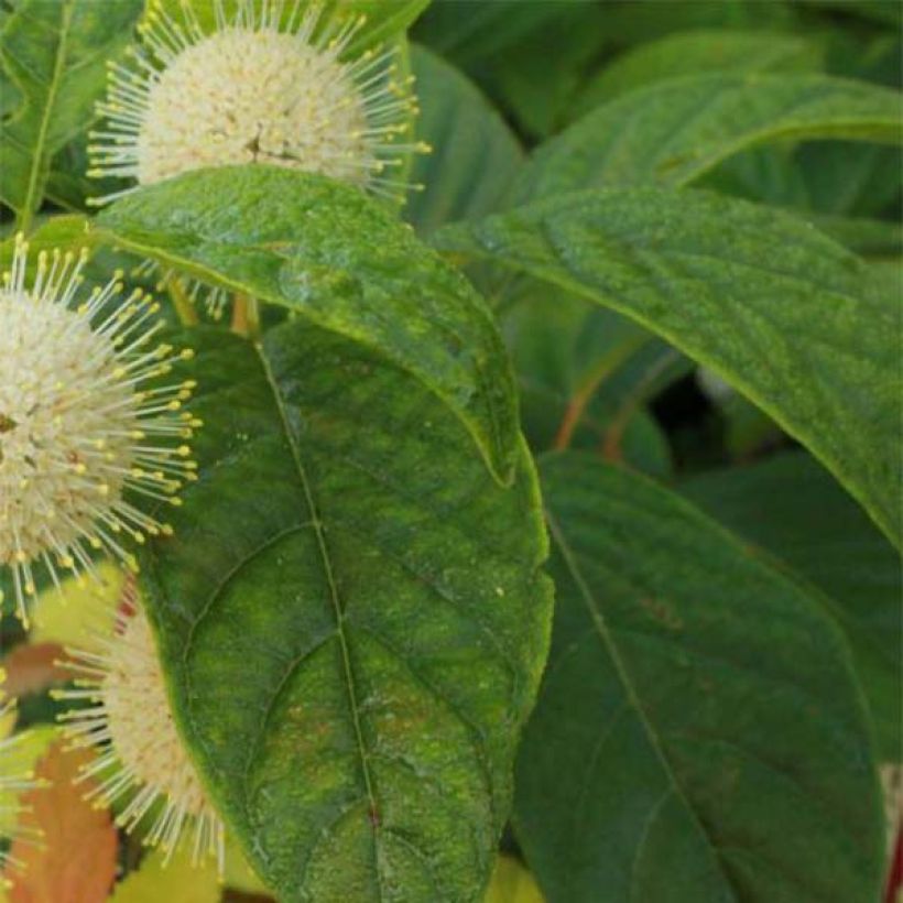 Cephalanthus occidentalis Sugar Shack - Knopfbusch (Foliage)