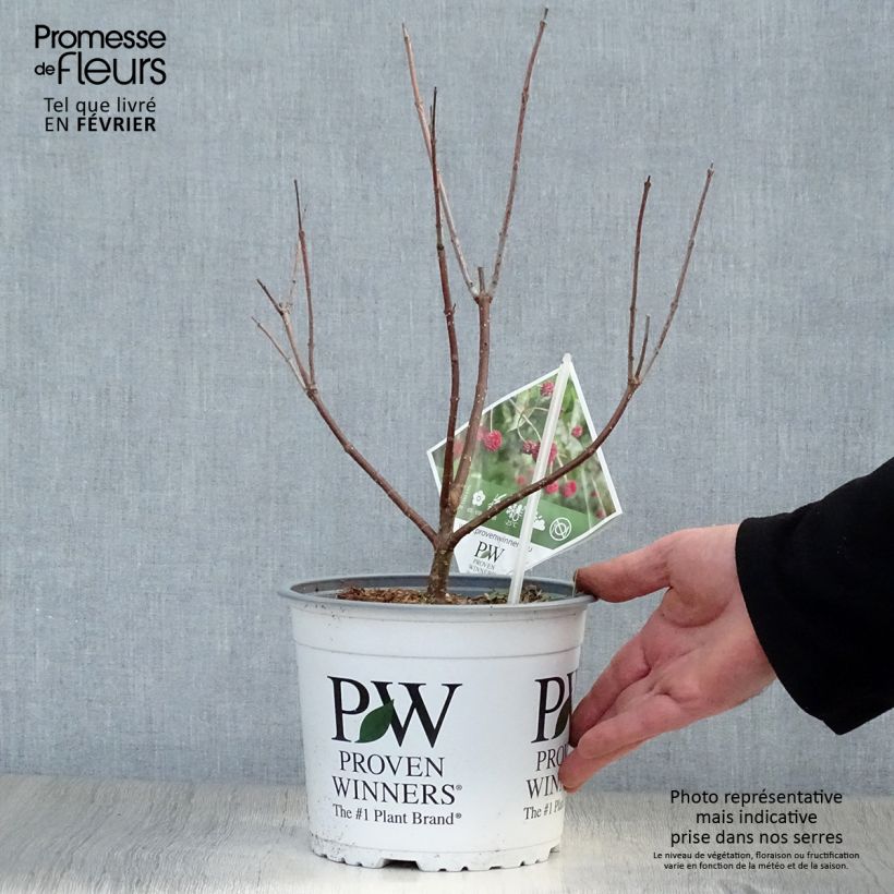 Exemplar von Cephalanthus occidentalis Sugar Shack - Knopfbusch Topf mit 2L/3L wie im Winter geliefert