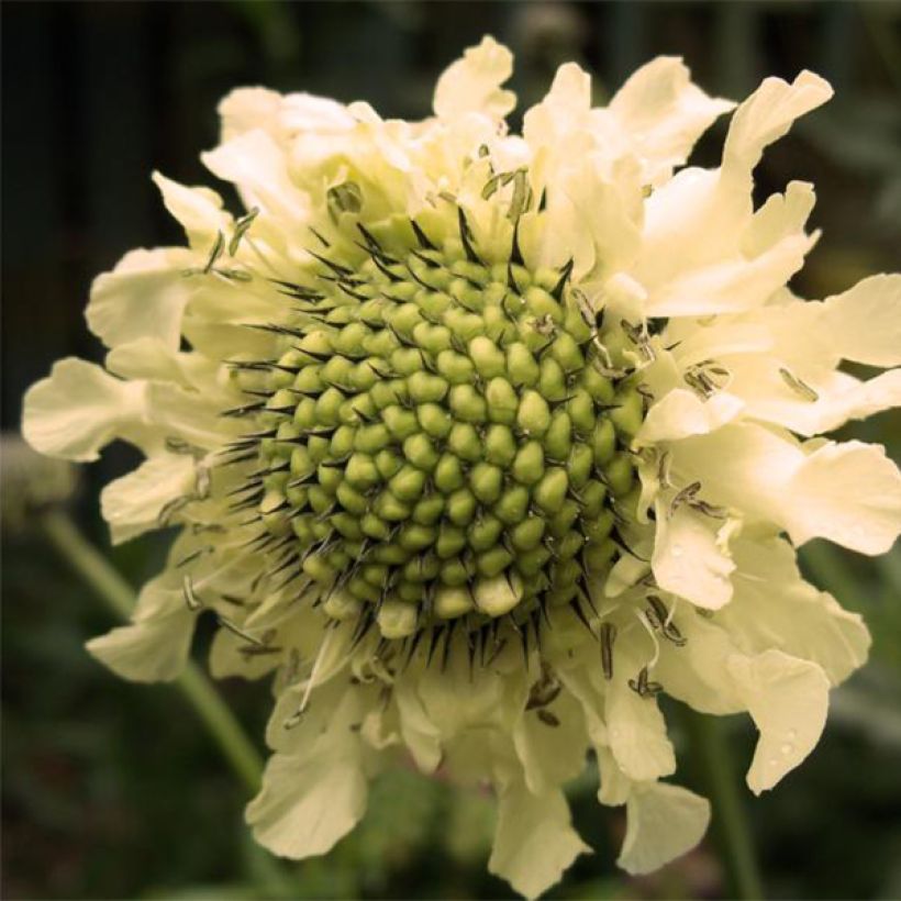 Cephalaria alpina - Alpen-Kopfblume (Flowering)