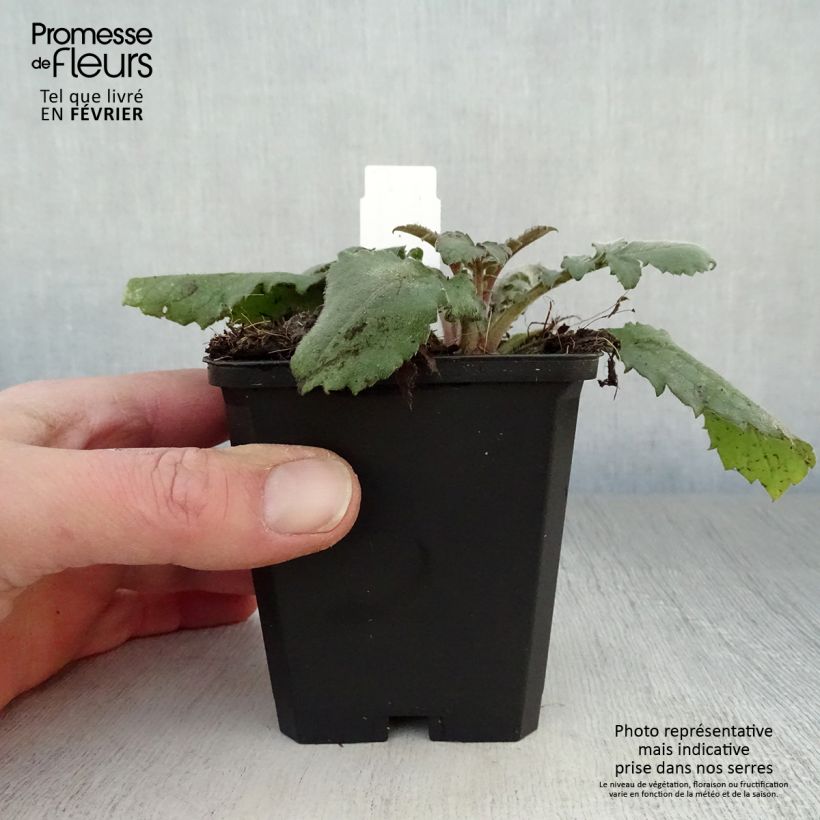 Exemplar von Cephalaria gigantea - Schuppenkopf Kleine Töpfe von 8/9 cm wie im Winter geliefert