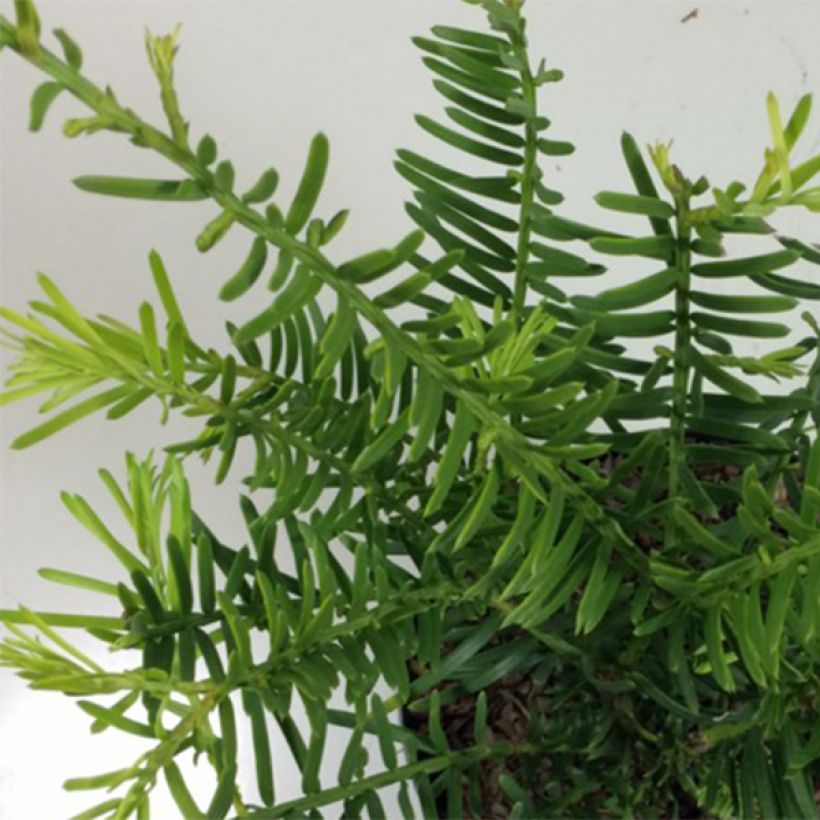 Cephalotaxus fortunei Prostrata - Fortunes Kopfeibe (Foliage)