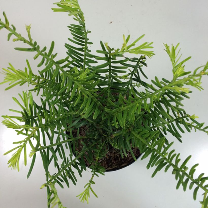 Cephalotaxus fortunei Prostrata - Fortunes Kopfeibe (Plant habit)