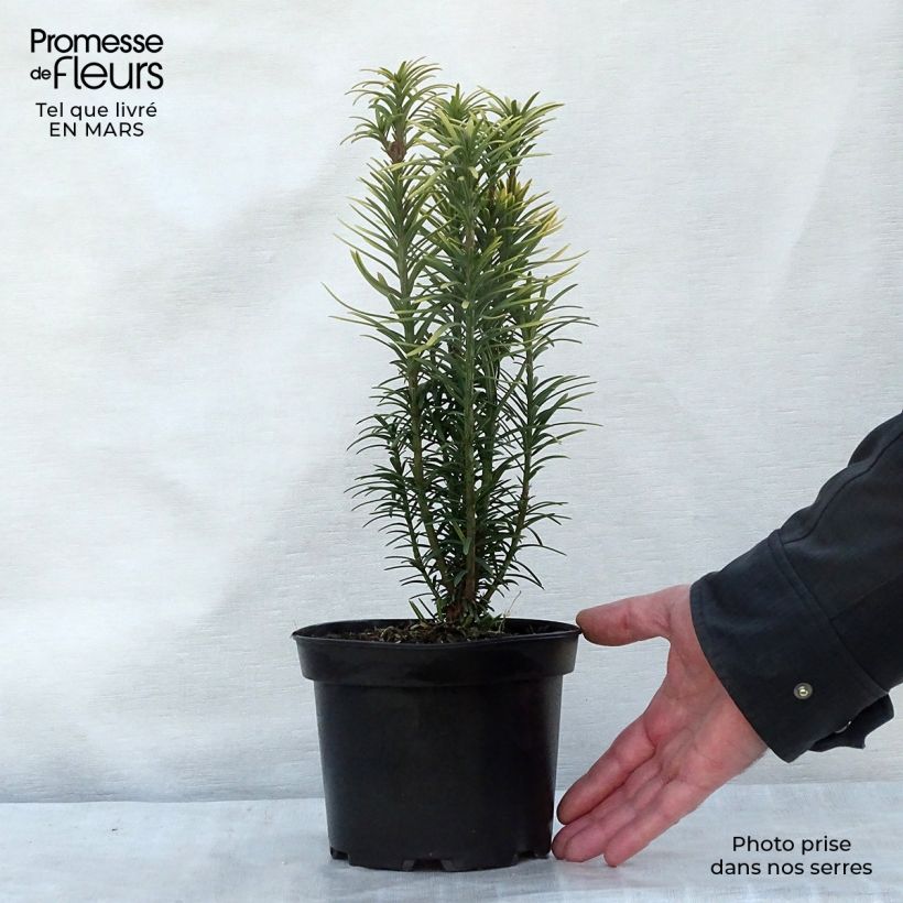 Exemplar von Cephalotaxus harringtonia Korean Gold - Harringtons Kopfeibe Topf mit 2L/3L wie im Frühjahr geliefert