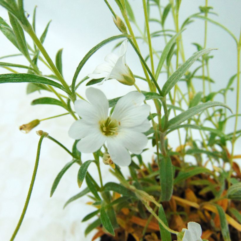 Cerastium biebersteinii - Bieberstein Hornkraut (Flowering)
