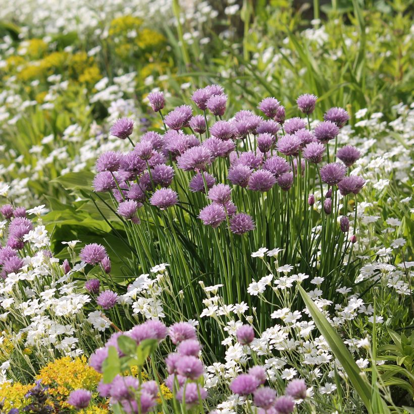 Cerastium biebersteinii - Bieberstein Hornkraut (Plant habit)