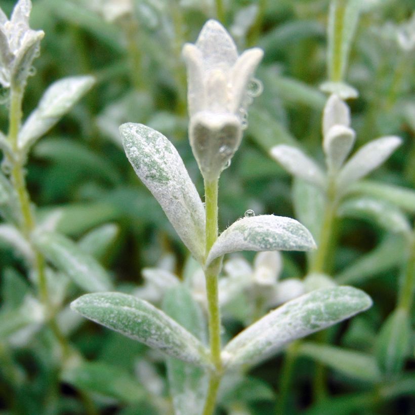 Cerastium tomentosum Yo Yo - Filziges Hornkraut (Foliage)