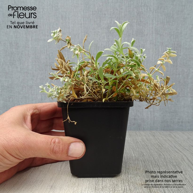 Example of Cerastium tomentosum Yo Yo - Filziges Hornkraut Kleine Töpfe von 8/9 cm as you get in automne