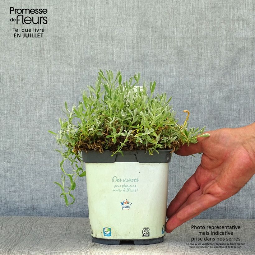 Exemplar von Cerastium tomentosum Yo Yo - Filziges Hornkraut Topf mit 2L/3L wie im Sommer geliefert