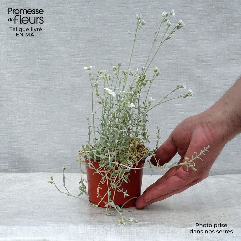 Exemplar von Cerastium tomentosum Yo Yo - Filziges Hornkraut Kleine Töpfe von 8/9 cm wie im Frühjahr geliefert