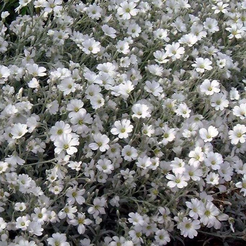 Cerastium tomentosum var columnae - Filziges Hornkraut (Flowering)