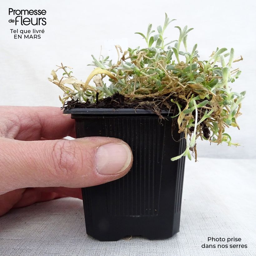 Exemplar von Cerastium tomentosum var columnae - Filziges Hornkraut Kleine Töpfe von 8/9 cm wie im Winter geliefert